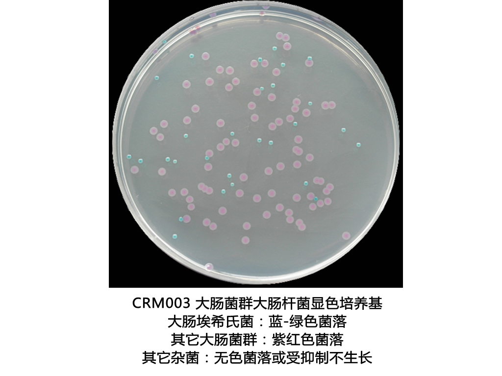 大腸菌群大腸桿菌(ECC)顯色培養基生物圖冊