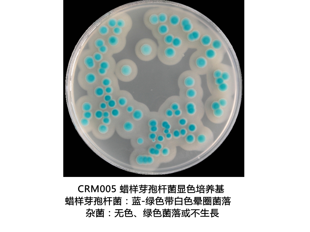 蠟樣芽孢桿菌顯色培養基生物圖冊