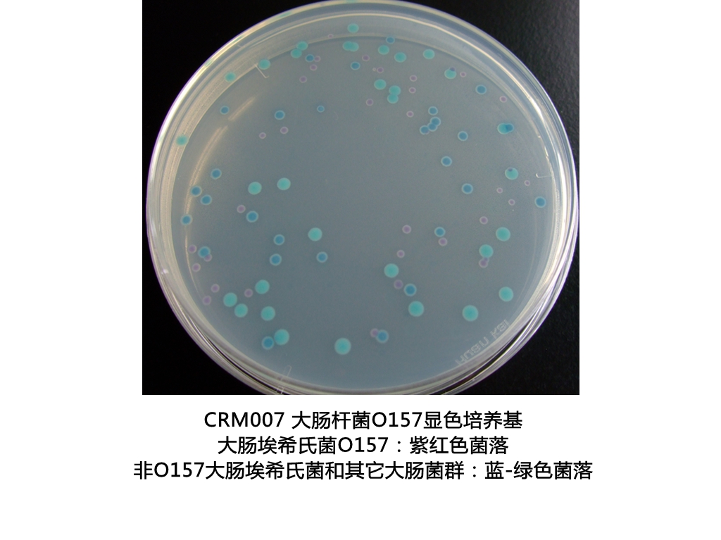 大腸桿菌O157:H7顯色培養基生物圖冊