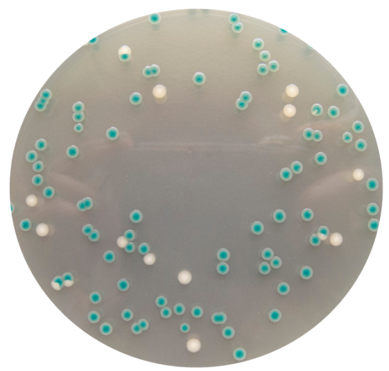 阪崎腸桿菌顯色培養基(DFI瓊脂)平板生物圖冊