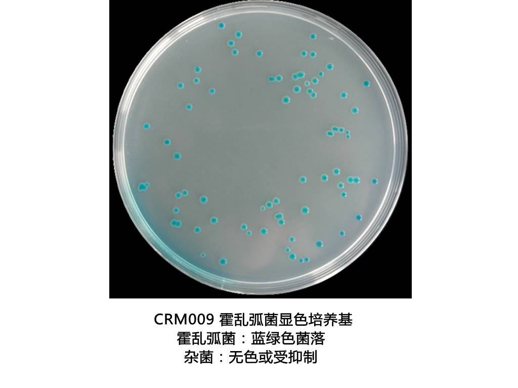 霍亂弧菌顯色培養基生物圖冊