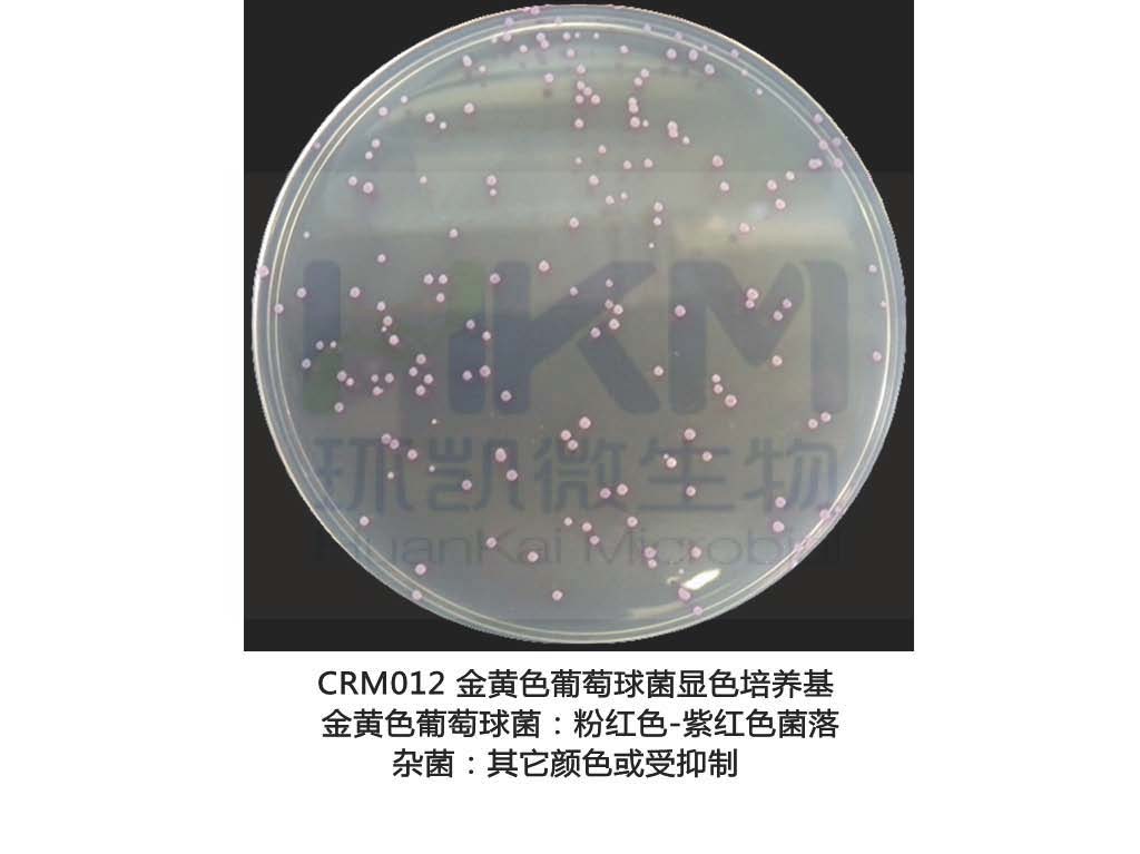 金黃色葡萄球菌顯色培養基平板生物圖冊