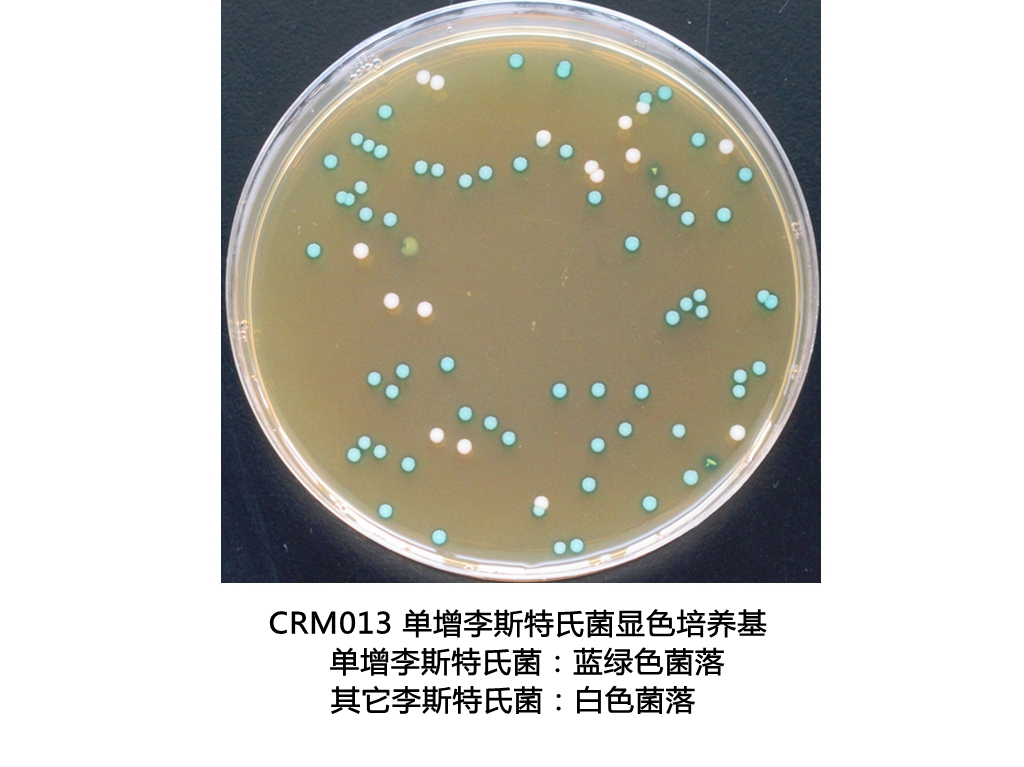 單增李斯特氏菌顯色培養基平板生物圖冊