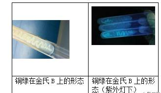 金氏B產熒光試驗