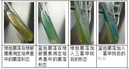 綠膿菌素測定培養基中加入三氯甲烷后的顏色