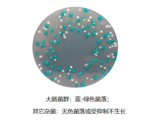 大腸菌群顯色培養基生物圖冊