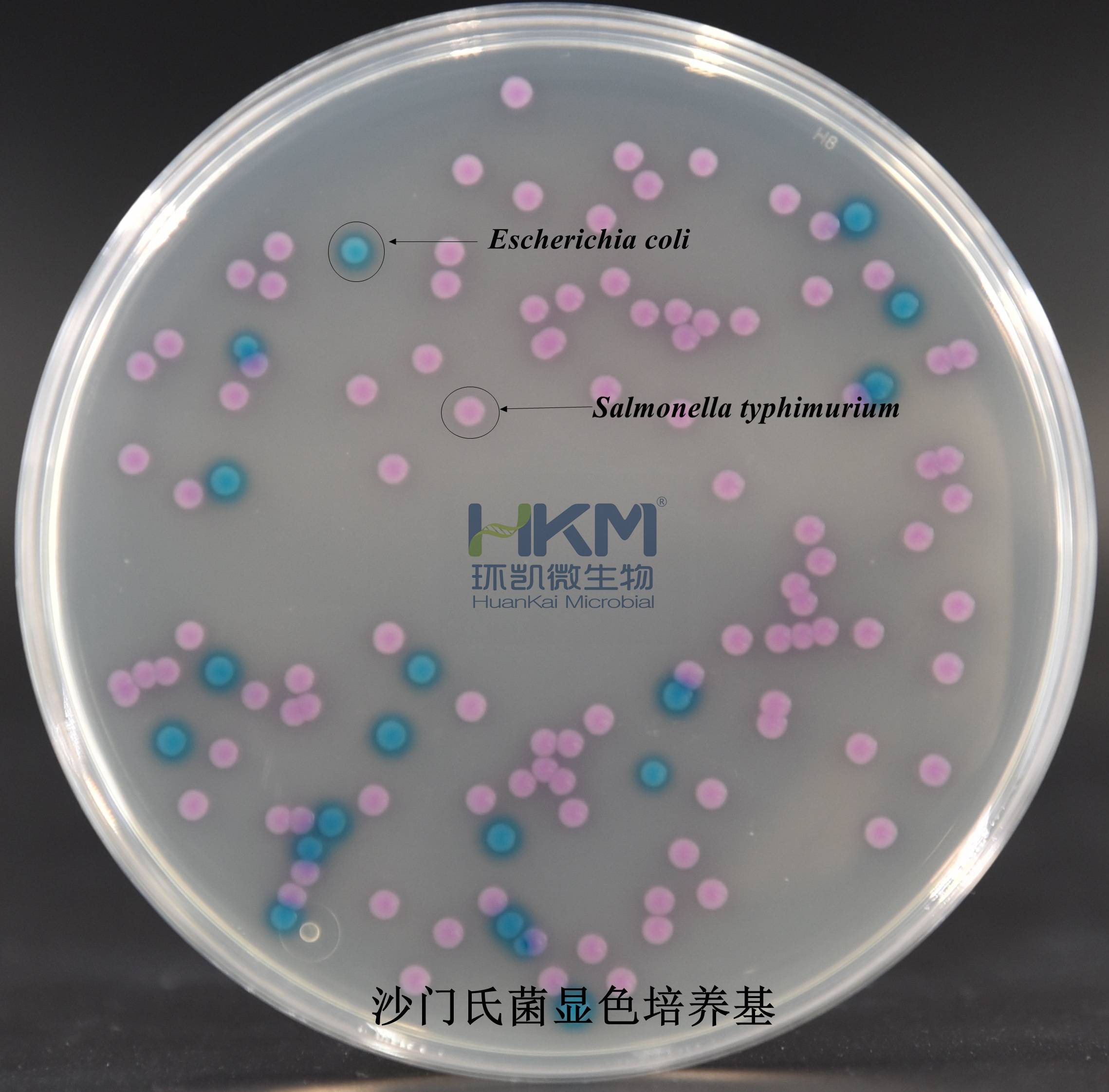 CRM004 沙門顯色培養基-混合菌- 螺旋