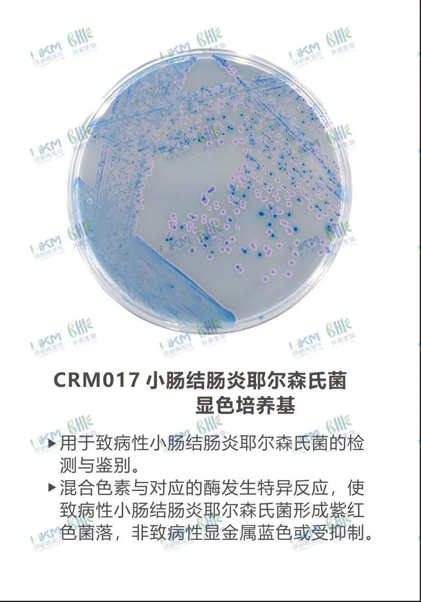 CRM017 小腸結腸炎耶爾森氏菌顯色培養基