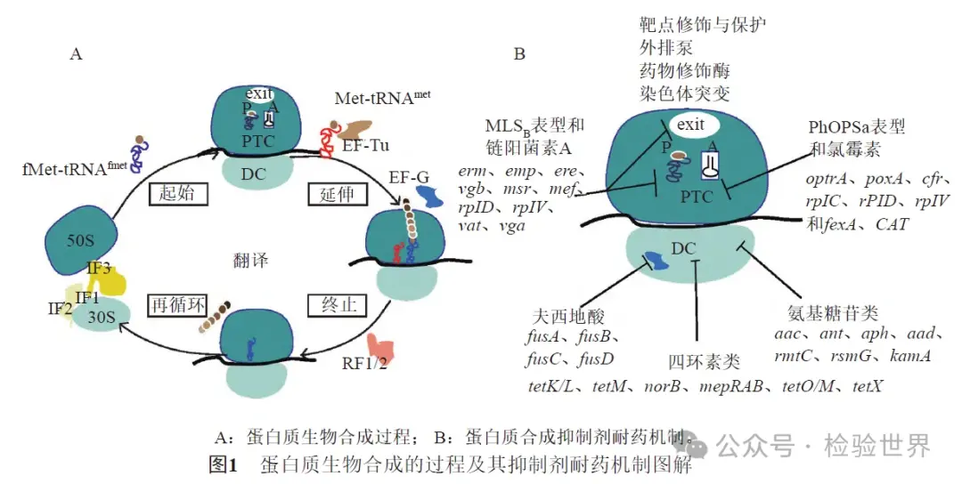 蛋白質生物合成的過程及其抑制劑耐藥機制圖解