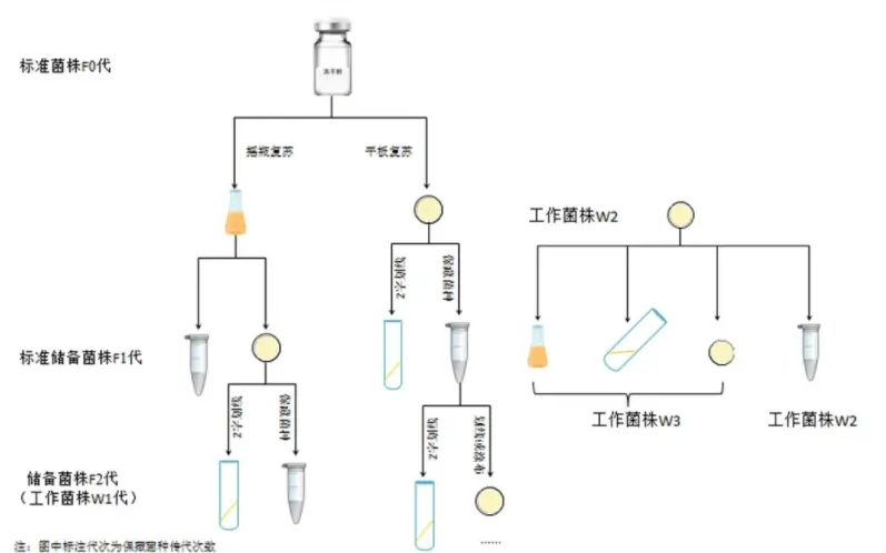 標準菌株F0代傳代至儲備菌株F2代（工作菌株W1代）