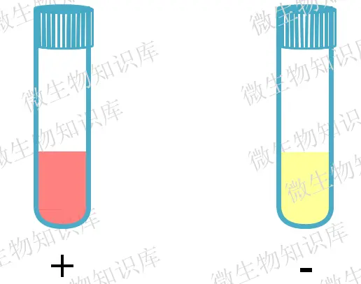 甲基紅試驗(yàn)結(jié)果觀察